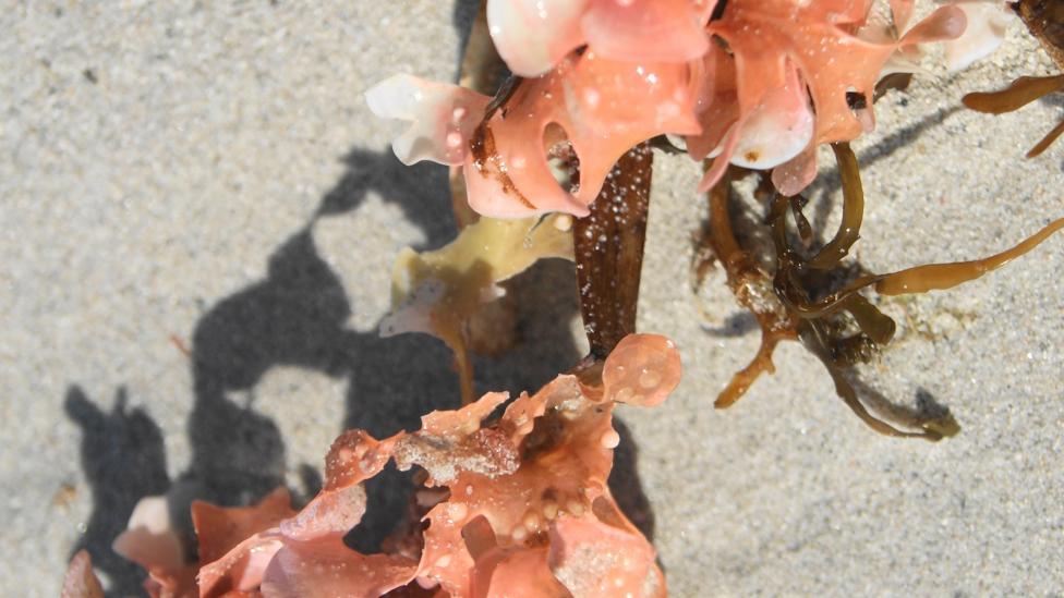 Image of Frilly Pink Algae lying on a beach.