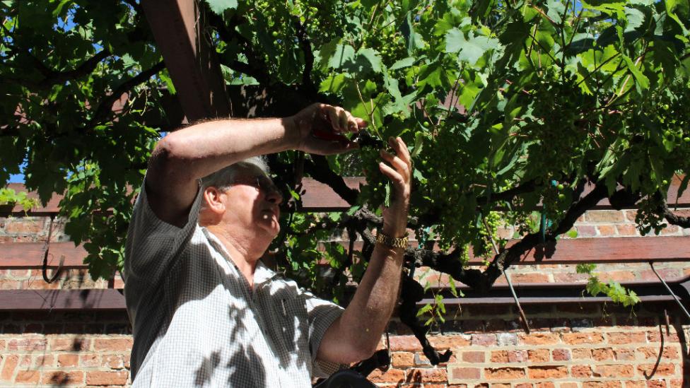 Man stands on ladder reaching to prune grapevine.