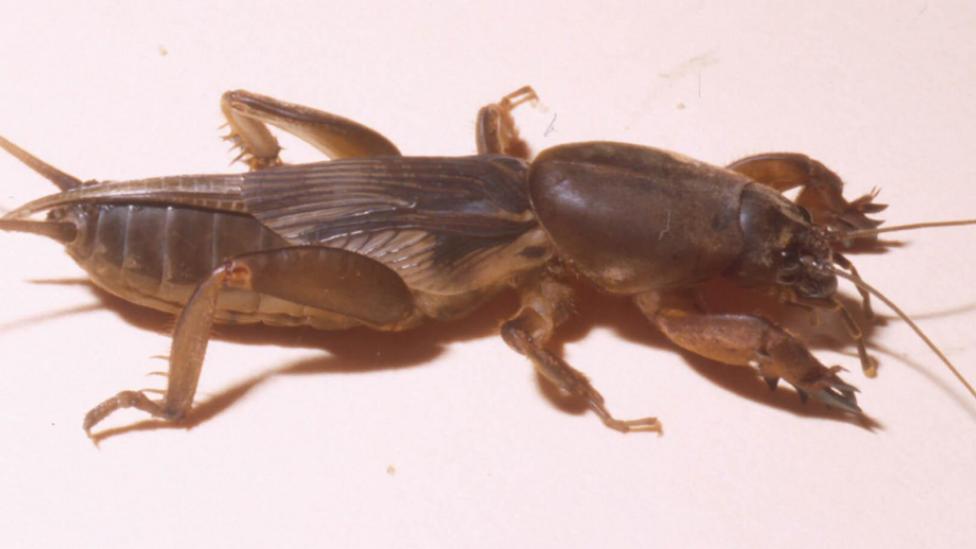 A preserved and mounted insect, similar to a cricket