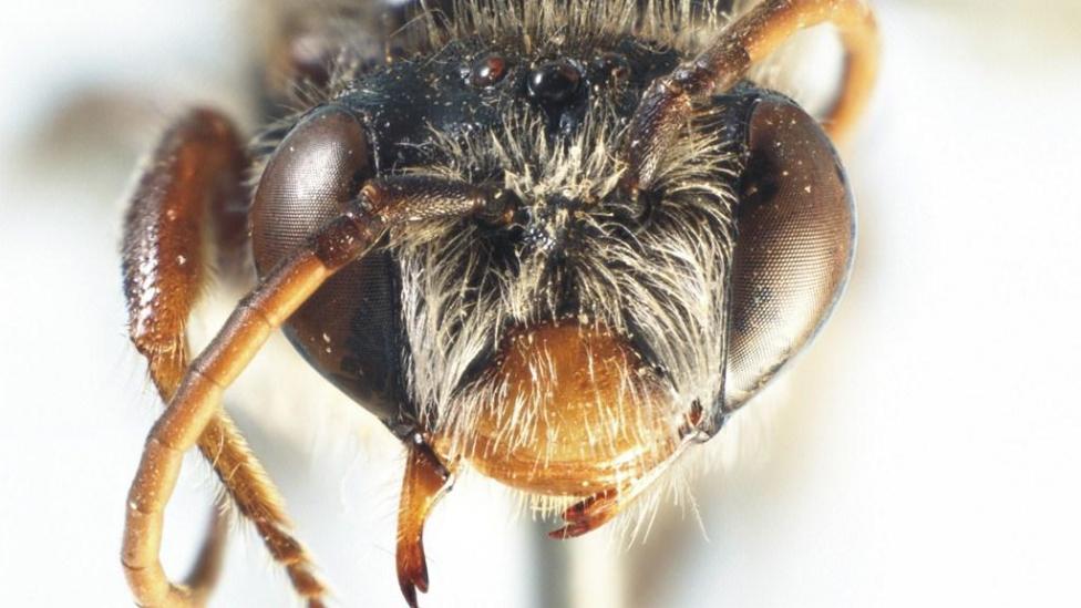 Native bee facial view