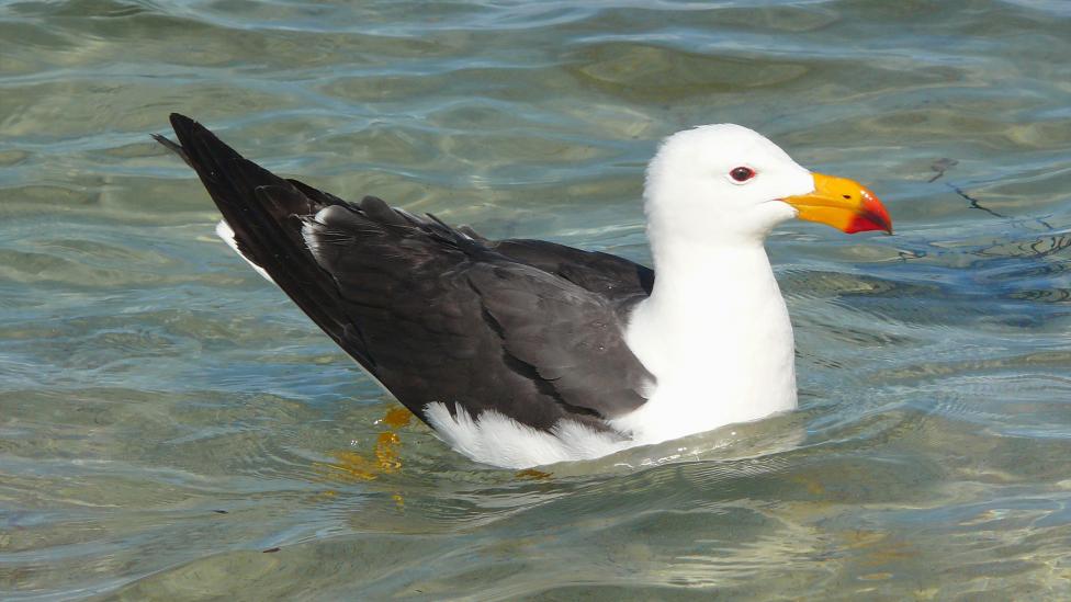 A Pacific Gull swimming in the shoreline