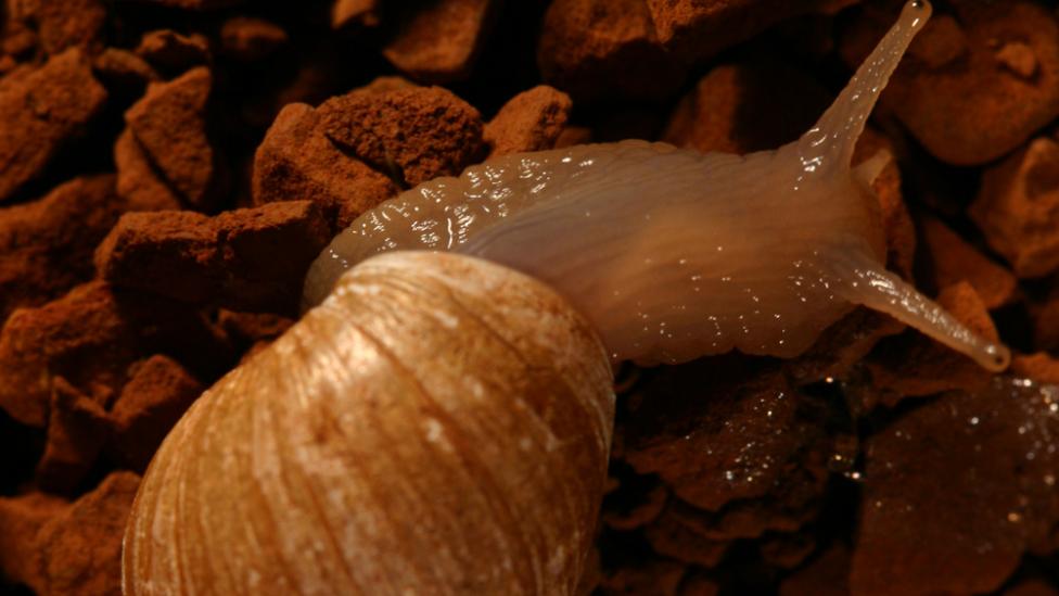 A snail crawling over bright red pebbles