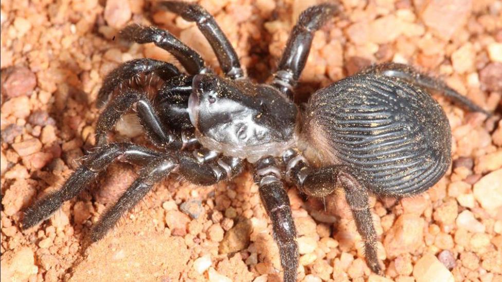 "A close up image of the new spider. It is very big and is sitting on red dirt."