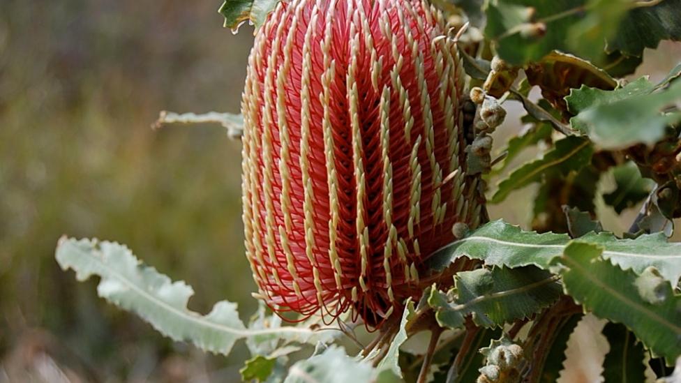 "Banksia - red and yellow conical flower with green spiky leaves."