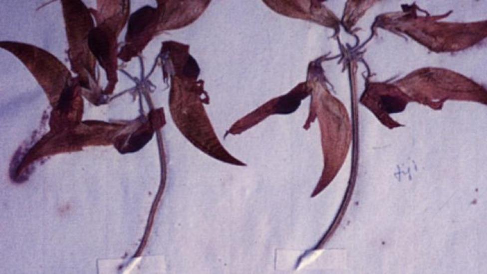 William Dampier specimem