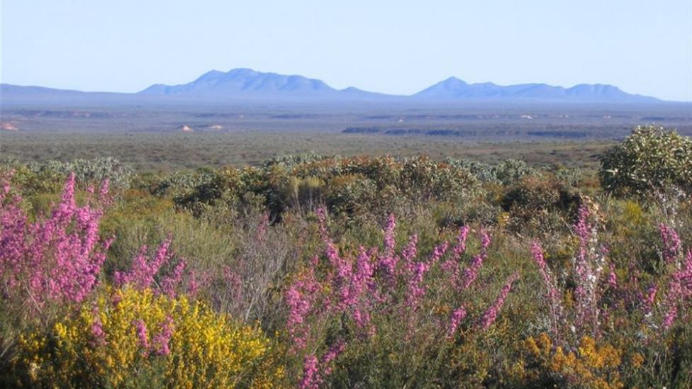 Landscape of mountains and flowers