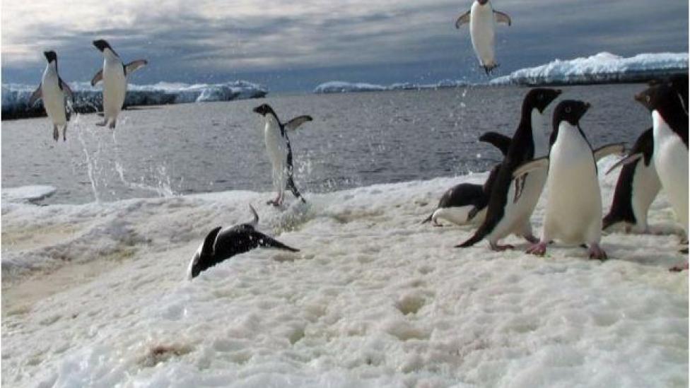 Penguins leaping out of the antarctic waters and gathering by the shoreline.