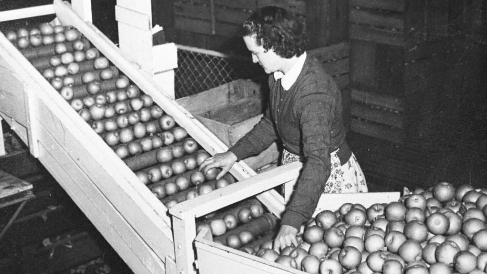 A woman sorting various grades of apples on a conveyer belt