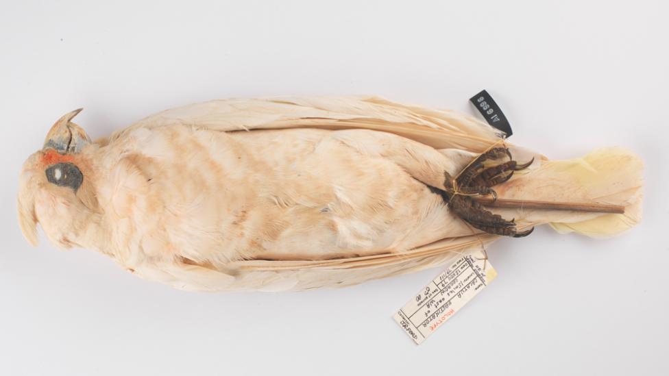 Image copyright of WA Museum