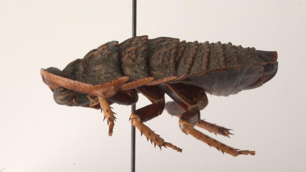 A pinned specimen of a native cockroach