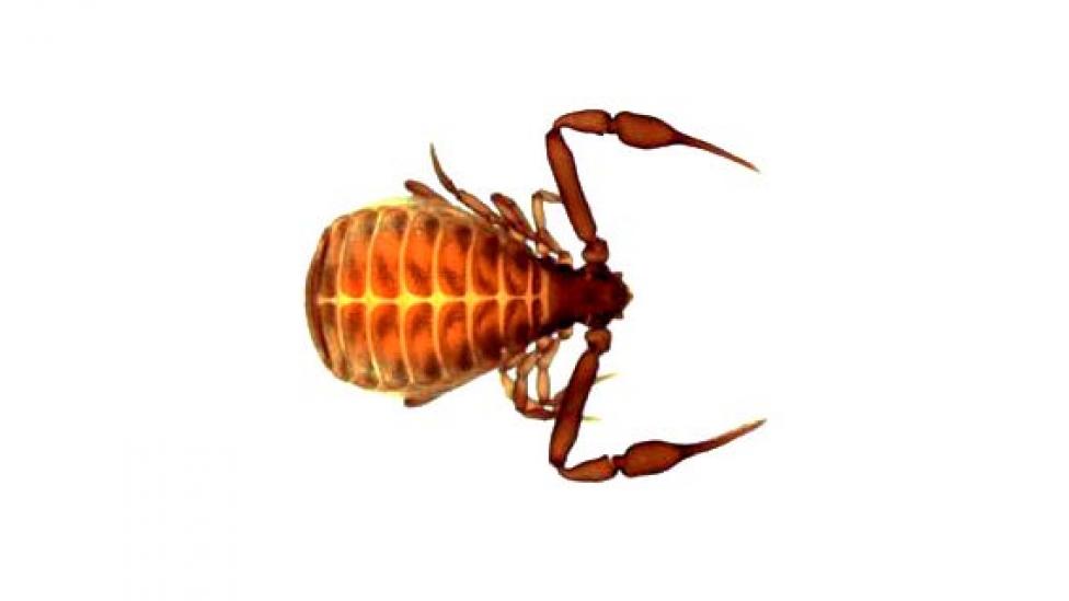 A pseudoscorpion on a plain white background