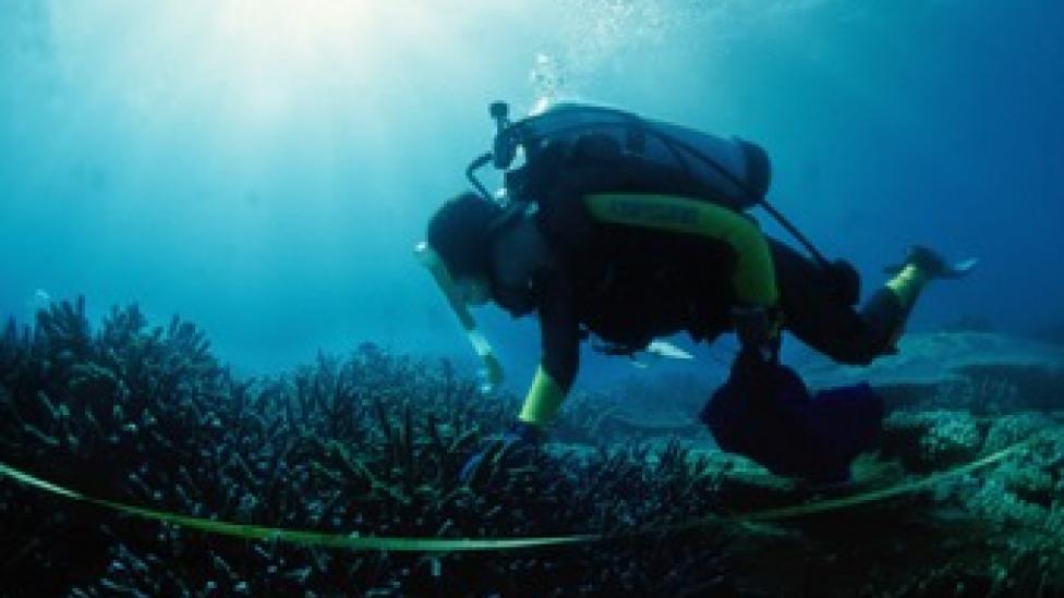 Underwater diver Dr Jane Formont