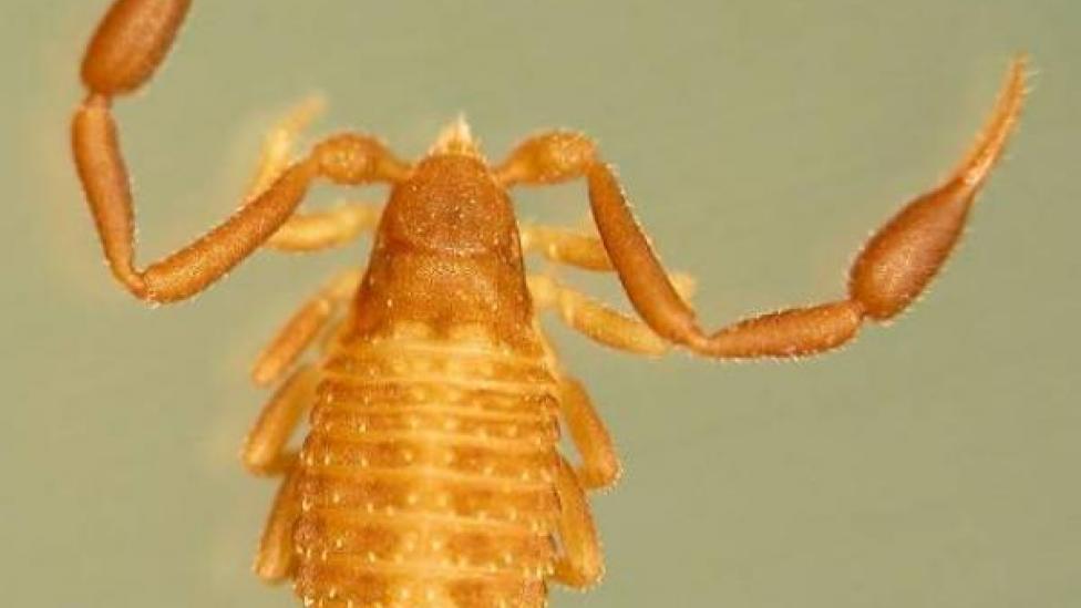 A pseudoscorpion from the the Synsphyronus family - Synsphyronus elegans