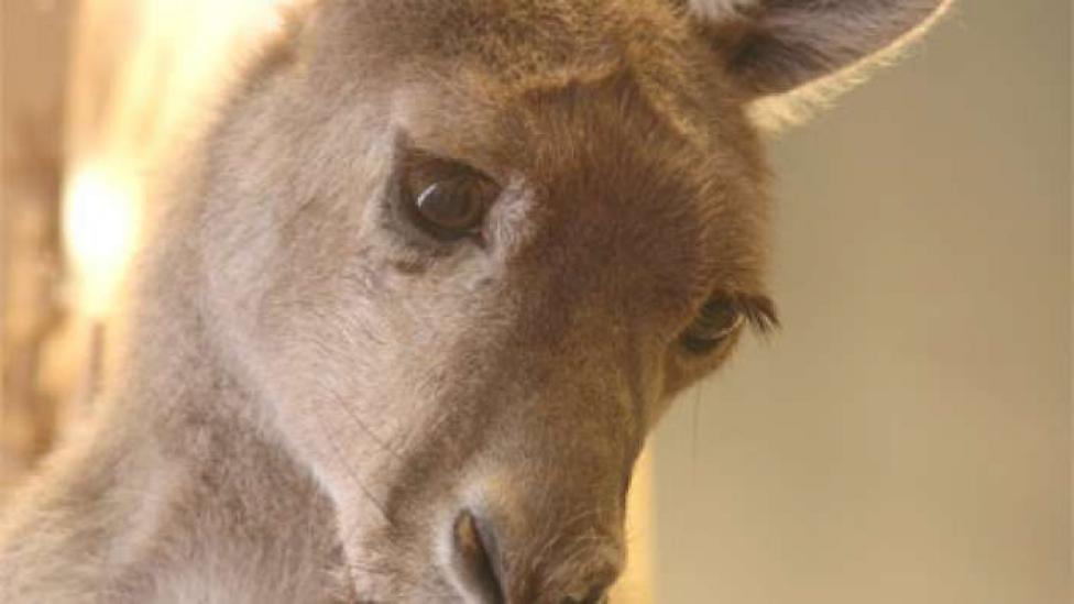 Image copyright of WA Museum