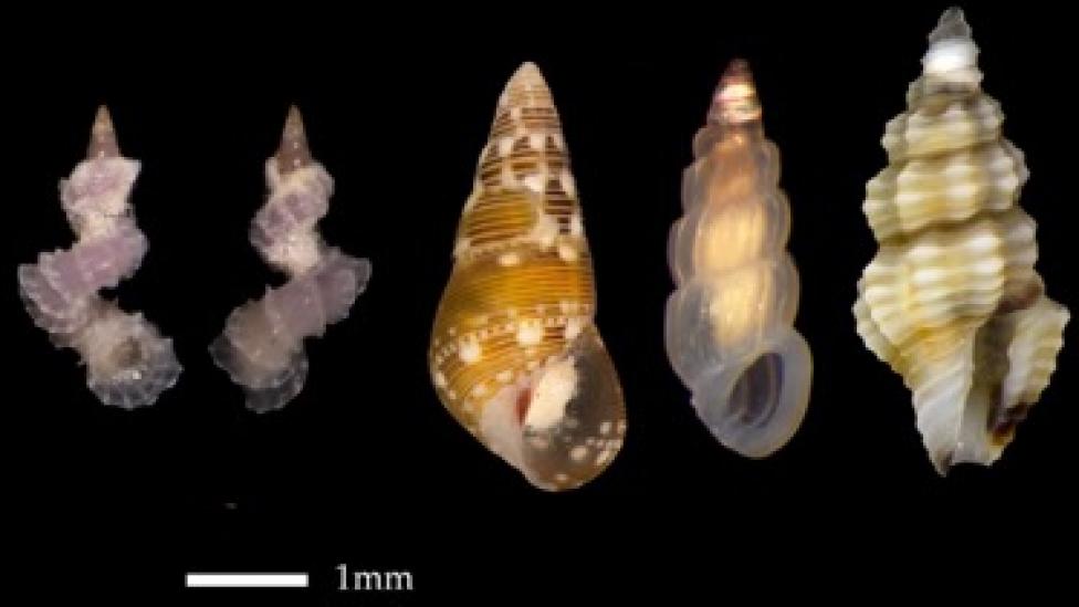 Micro-molluscs