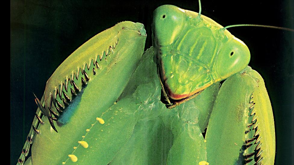 A close-up view of a praying mantis with its armed coiled, ready to attack its prey