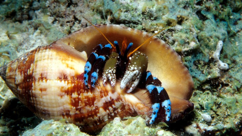 Image copyright of WA Museum