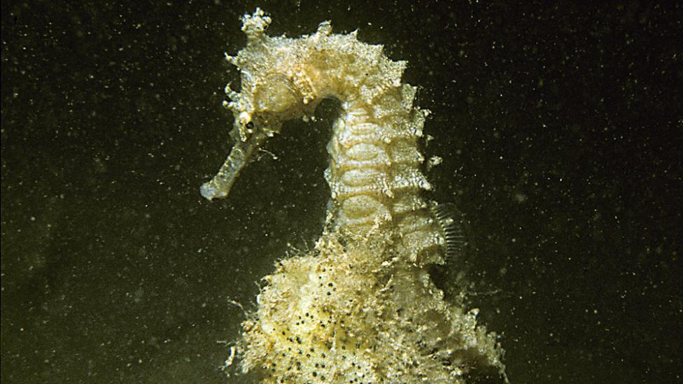 Image copyright of WA Museum