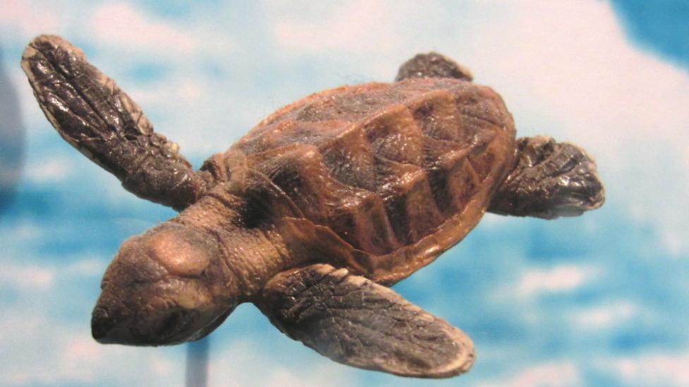 Mounted specimen of a baby sea turtle