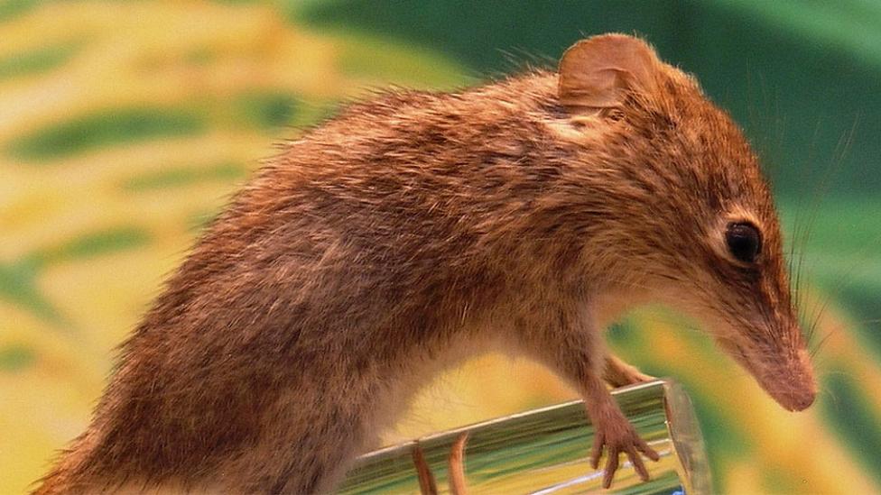 A close-up view of a live Pygmy Honey Possum