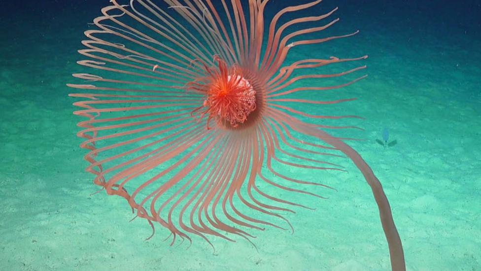 A brightly coloured sea creature in the ocean