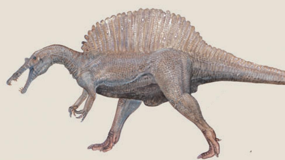 A spinosaurus walking
