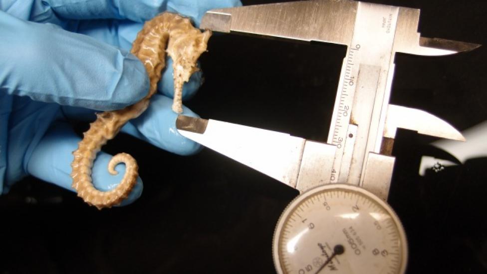 A carapice measuring the head of a Seahorse