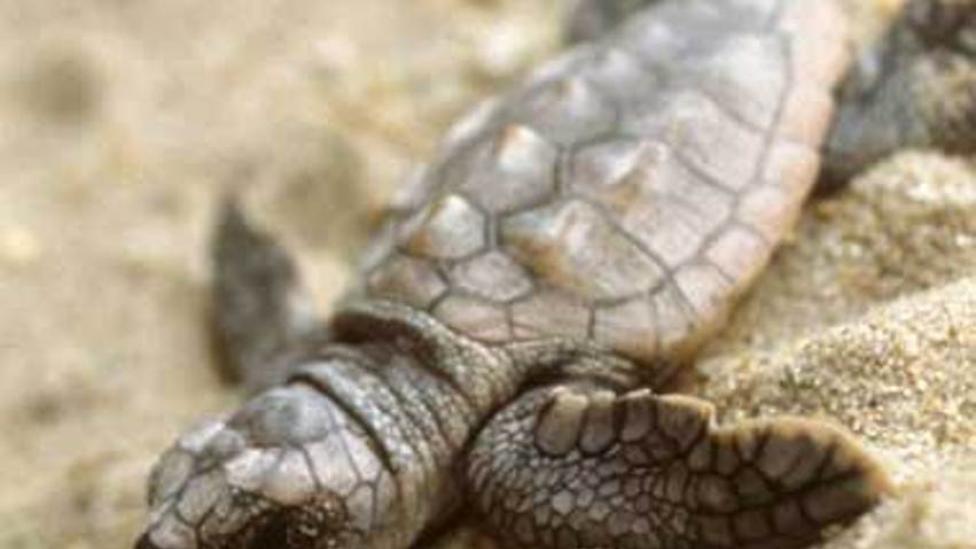 Hatchling loggerheard turtle