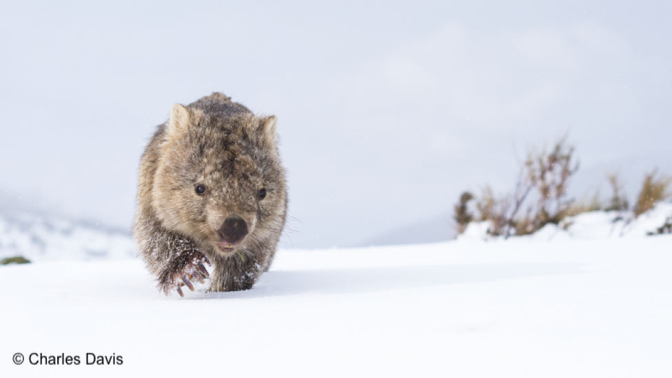 "A Guthega Wombat in snow to the left walking towards the photographer."