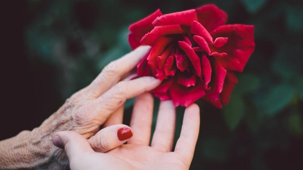Hands holding each other with a red rose.