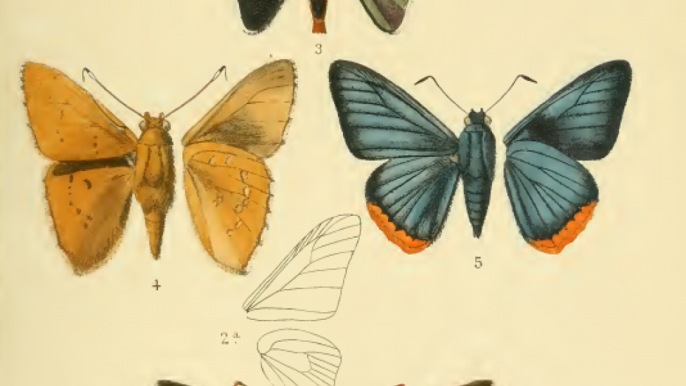 A page of detailed colour illustrations of butterflies