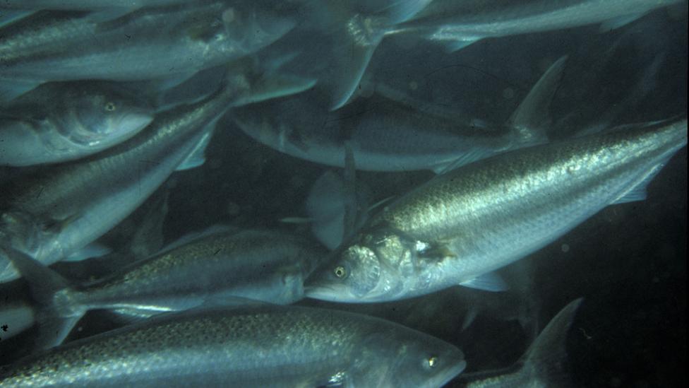 A school of Salmon swimming in the ocean