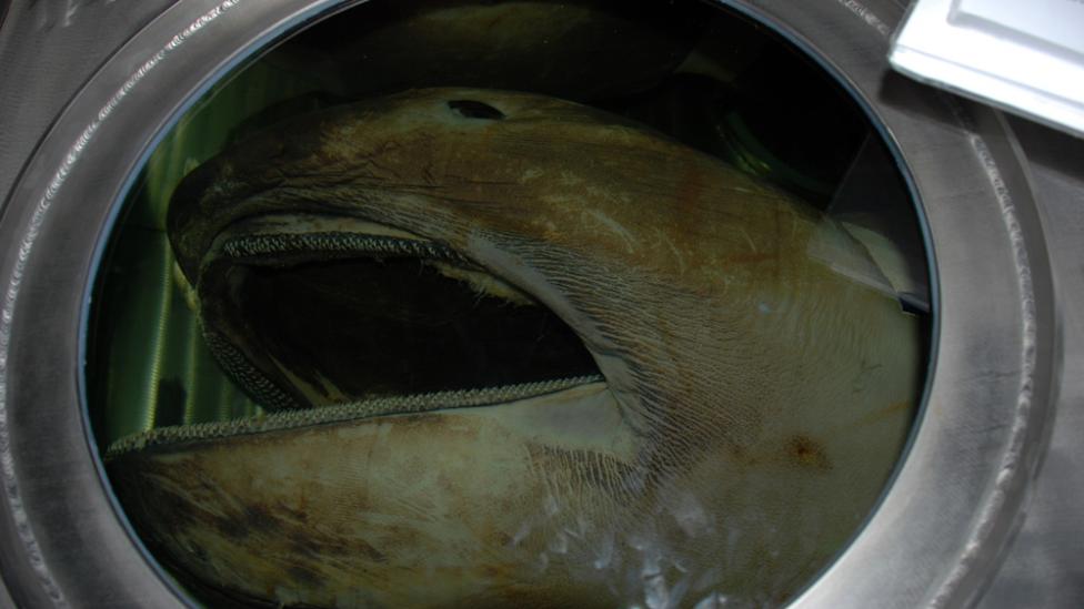 The head of a Megamouth shark