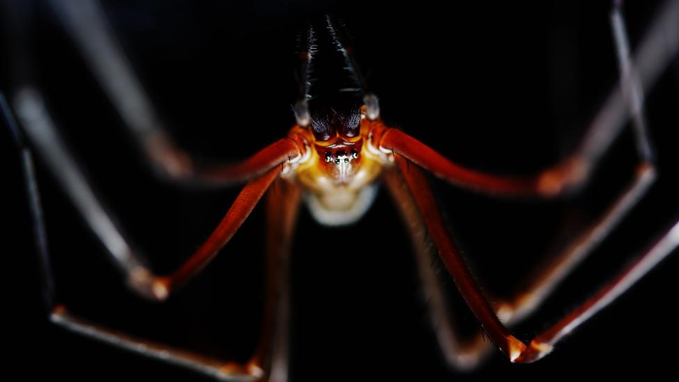 A orangey-red spider hanging upside in the darkness.