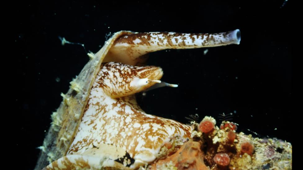 A Gastropoda, Conus Geographus or Cone Shell found near Cassini Island, Kimberley.