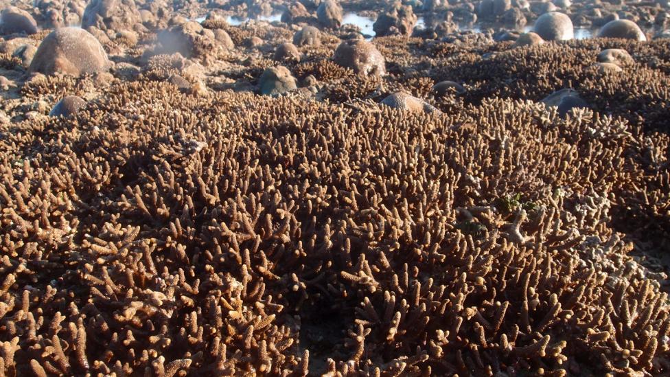 Acropora aspera exposed at low tide on the fringing reef at North Maret Island, Bonaparte Archipelago.