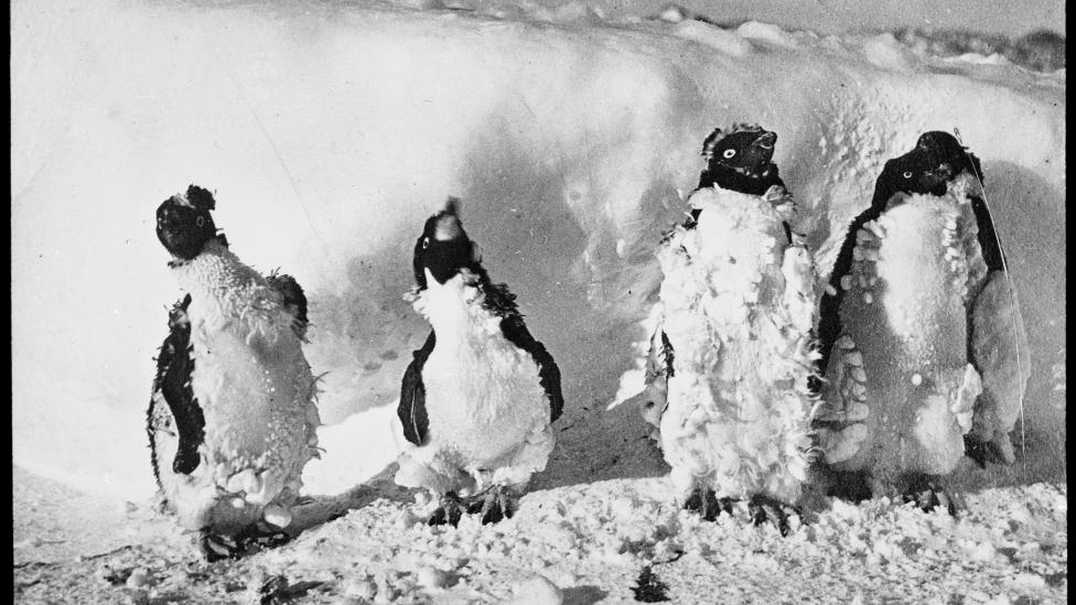 Four moulting penguins standing in a line