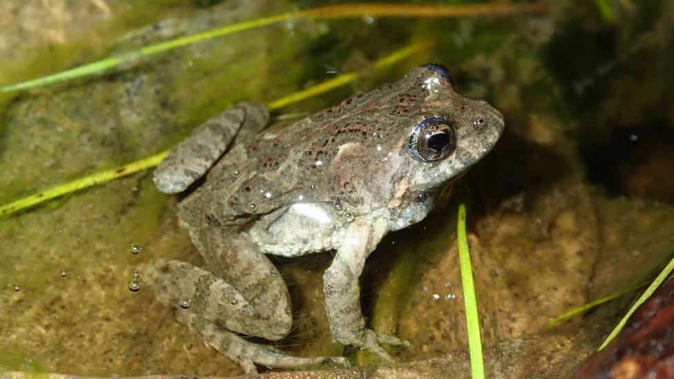 Bleating froglet (Crinia pseudinsignifera) in water