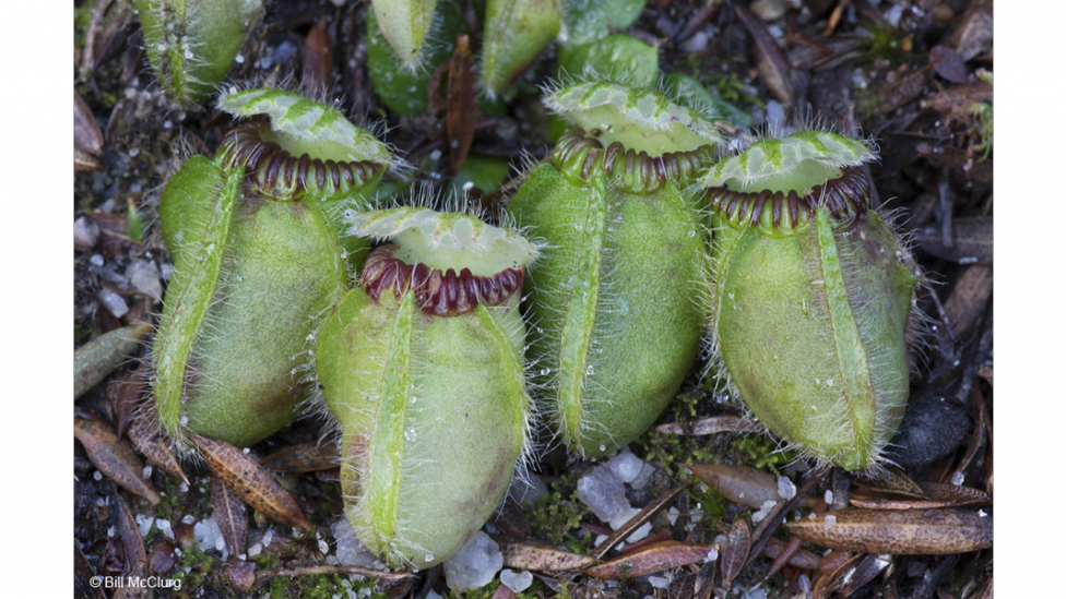 Botanical category finalist ‘Albany pitcher plant’ by Bill McClurg of Western Australia.