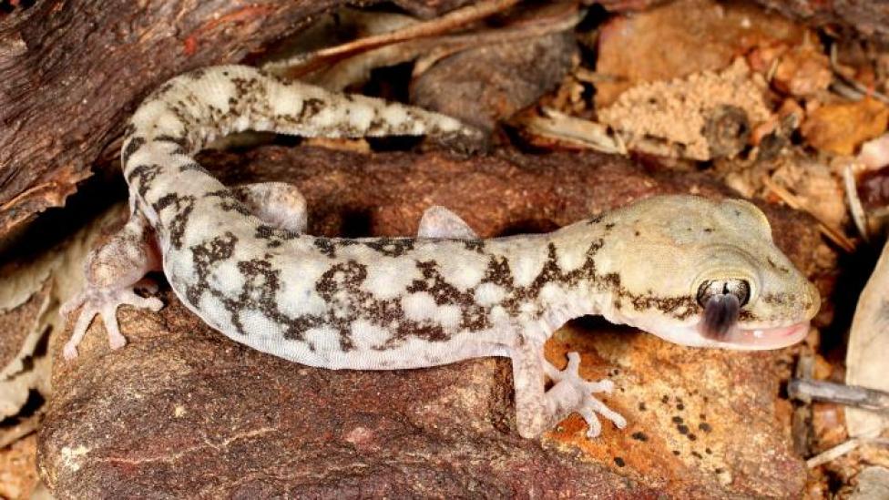 A spotty and patterned gecko with big round eyes on a rock, its mouth is slightly open.