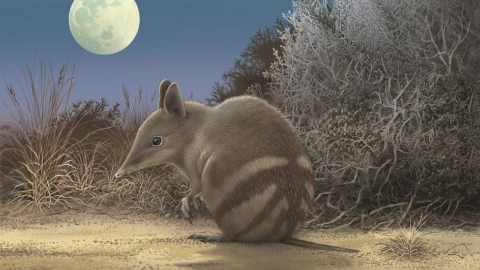 Artwork showing what the extinct Butterfly Bandicoot would have looked like.