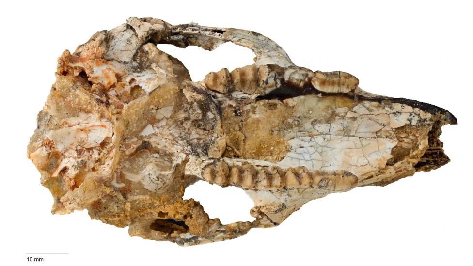 Skull of newly discovered Cookeroo hortusensis.