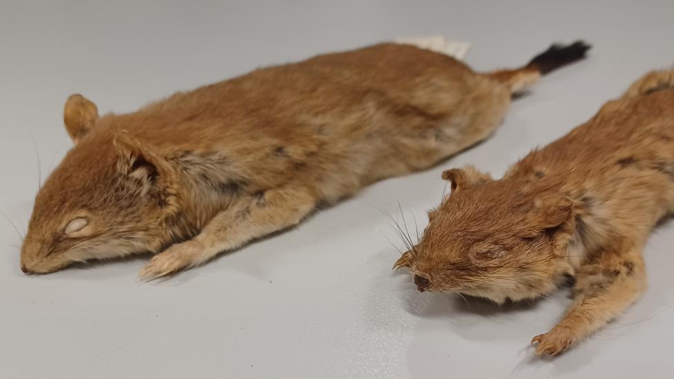 Specimens of Dasycercus hillieri (left) and Dasycercus archer (right)