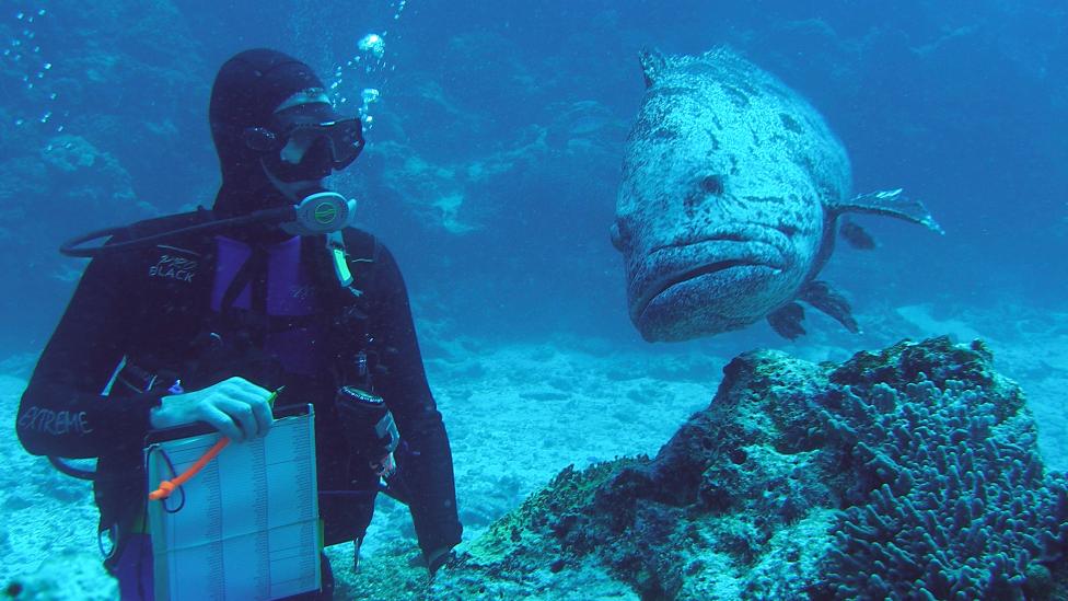 Dr Glenn Moore diving next to a cod.