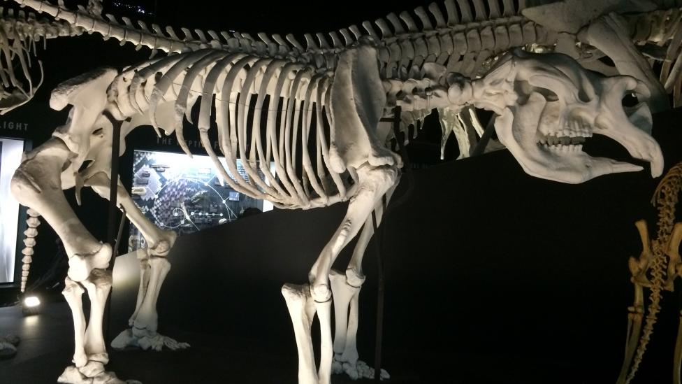 Diprotodon Skeleton