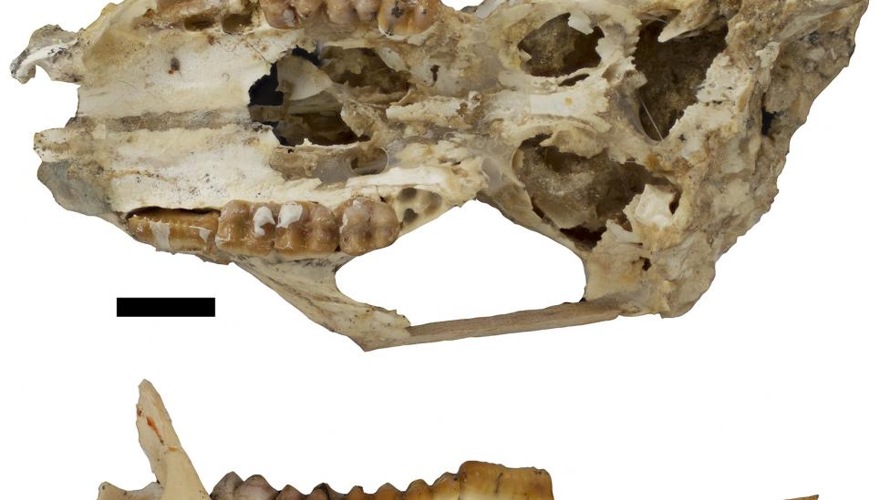 Fossil skull and jaw of the giant bettong, Gumardee springae. Scale = 1cm. Courtesy Dr Kenny Travouillon