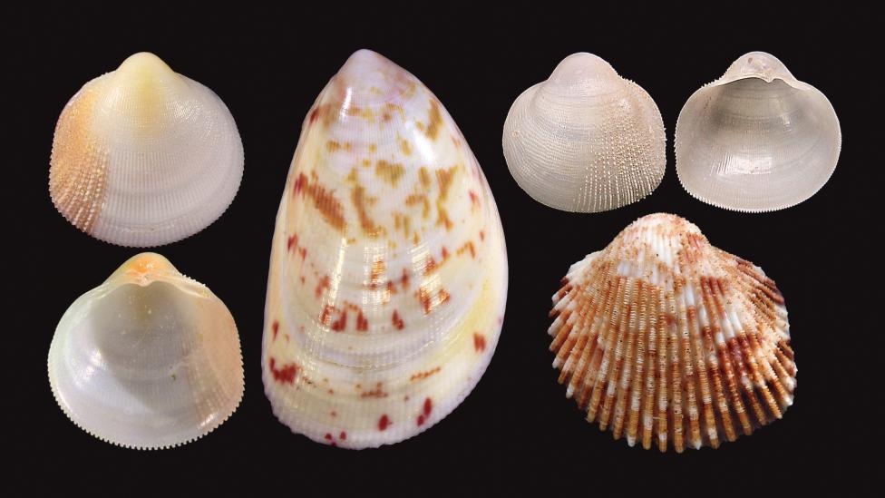 Four new cockle species (top and bottom on the far left: both sides of Pratulum occidentale; middle, larger speckled shell: Acrosterigma extremattenuatum; top-right: both sides of Microcardium scabrosum; bottom right: Ctenocardia pilbaraensis).