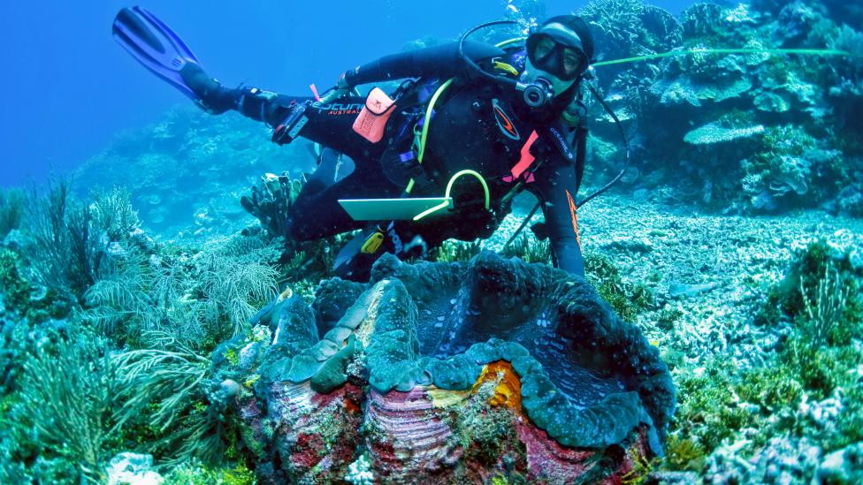 Giant clam and researcher at Ashmore Reef