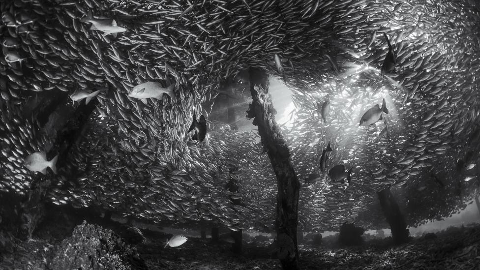 Overall winner of the 2018 Australian Geographic Photographer of the Year competition- ‘Hide and Seek’ by Tracey Jennings. 