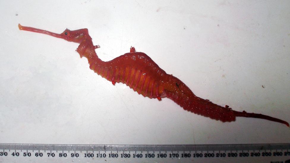 Ruby Seadragon, scientific name Phyllopteryx dewysea